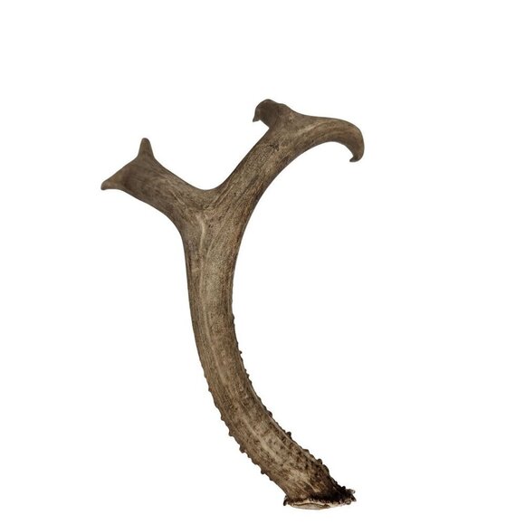 Matching Deer Antlers Set Real Antlers Rustic Decor Craft Pair for Cabin Farmhou - Picture 10 of 11